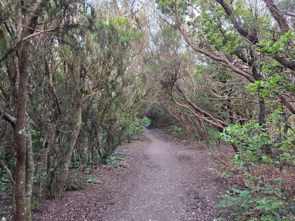 Sendero de tierra rodeado de vegetación densa y árboles en una zona boscosa de Anaga, Tenerife.