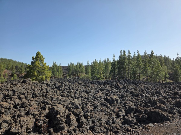 Lava y pinos del Teide Campo de lava negra con pinos canarios al fondo en una zona del Parque Nacional del Teide, Tenerife.