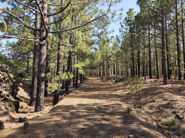 Sendero del Teide Sendero entre pinos canarios en una zona forestal cercana al Teide, Tenerife.